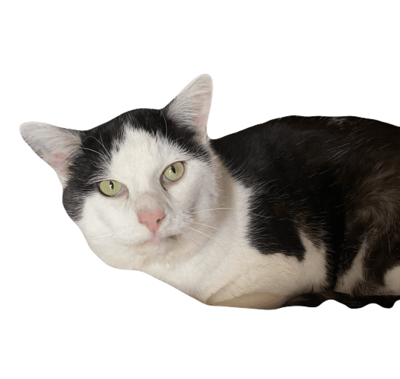 ペットの画像