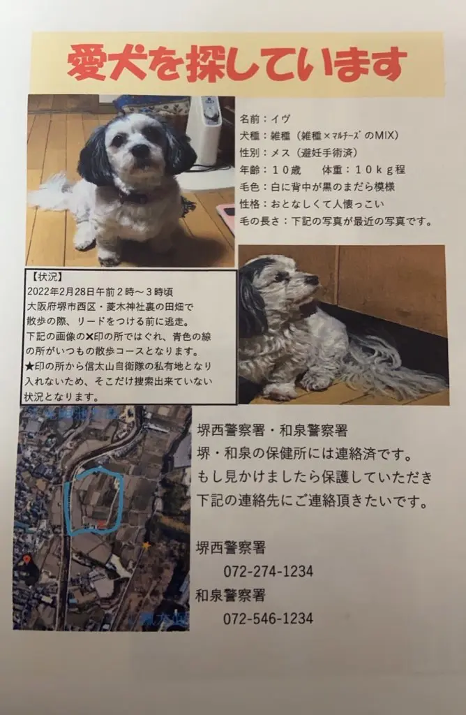 迷子犬 大阪府堺市西区菱木より迷子になりました Searily 迷子ペットの掲示板