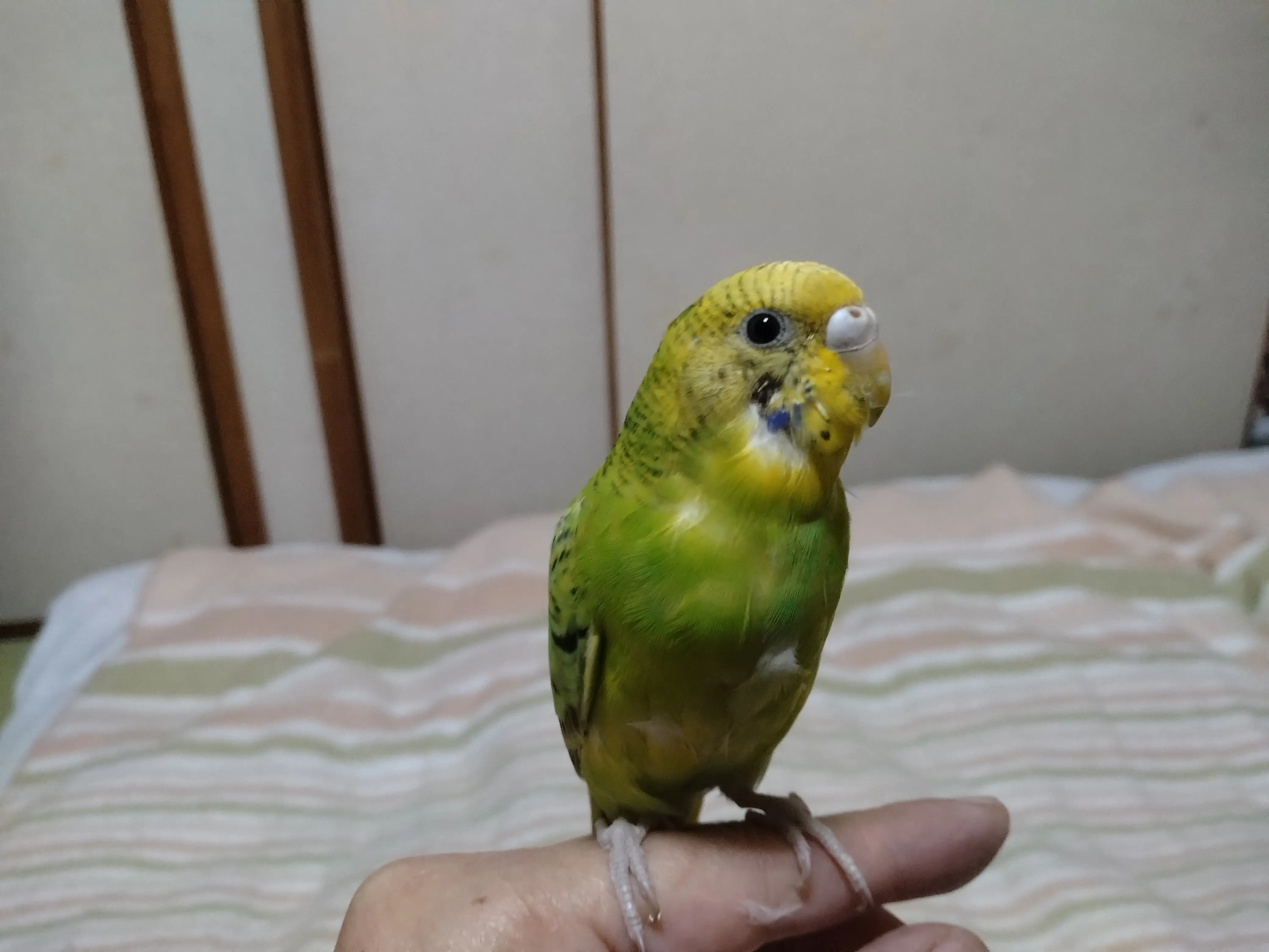迷子ペットの写真