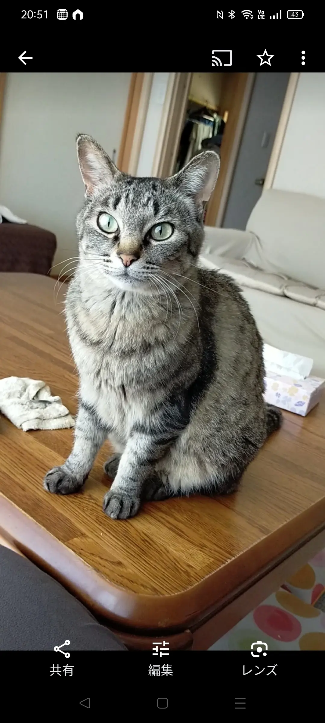 迷子ペットの写真