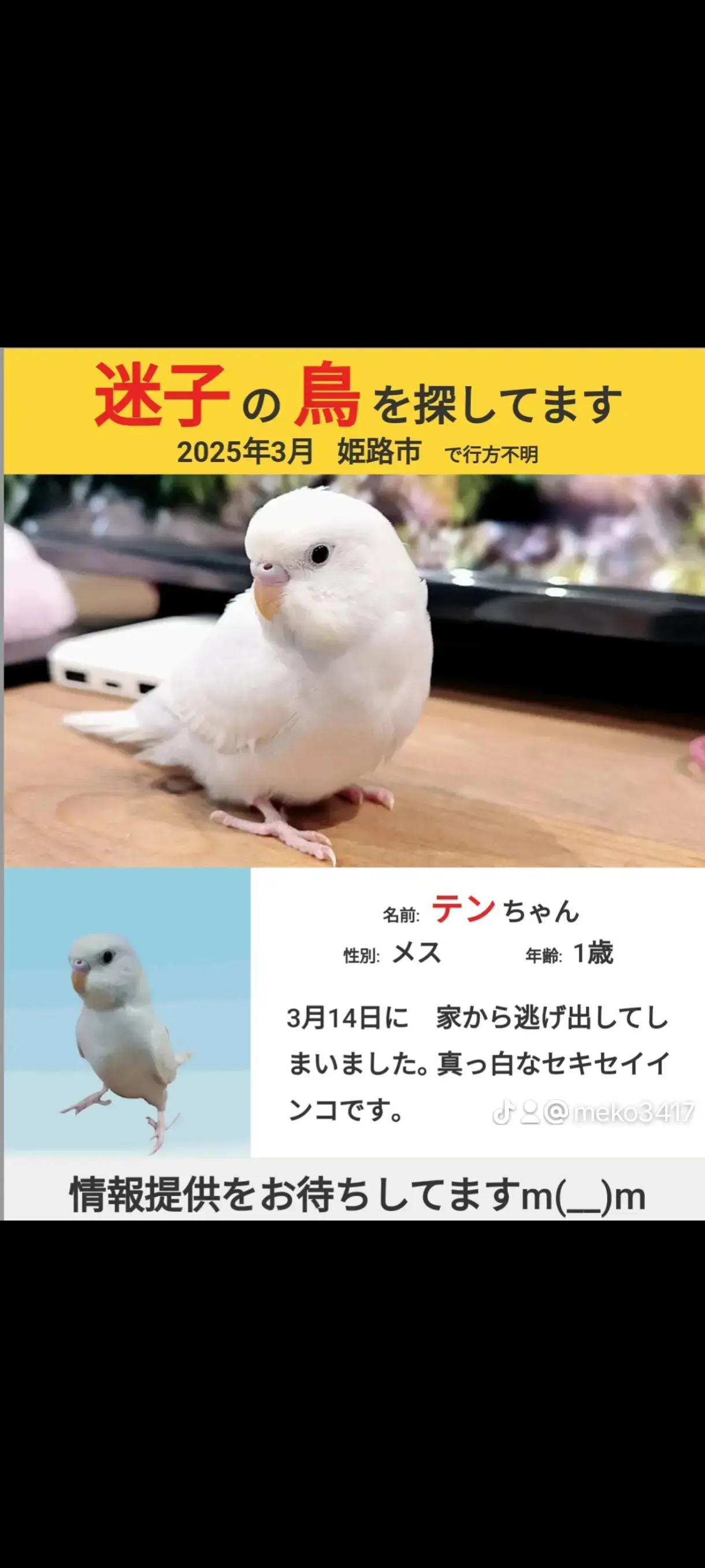 迷子ペットの写真