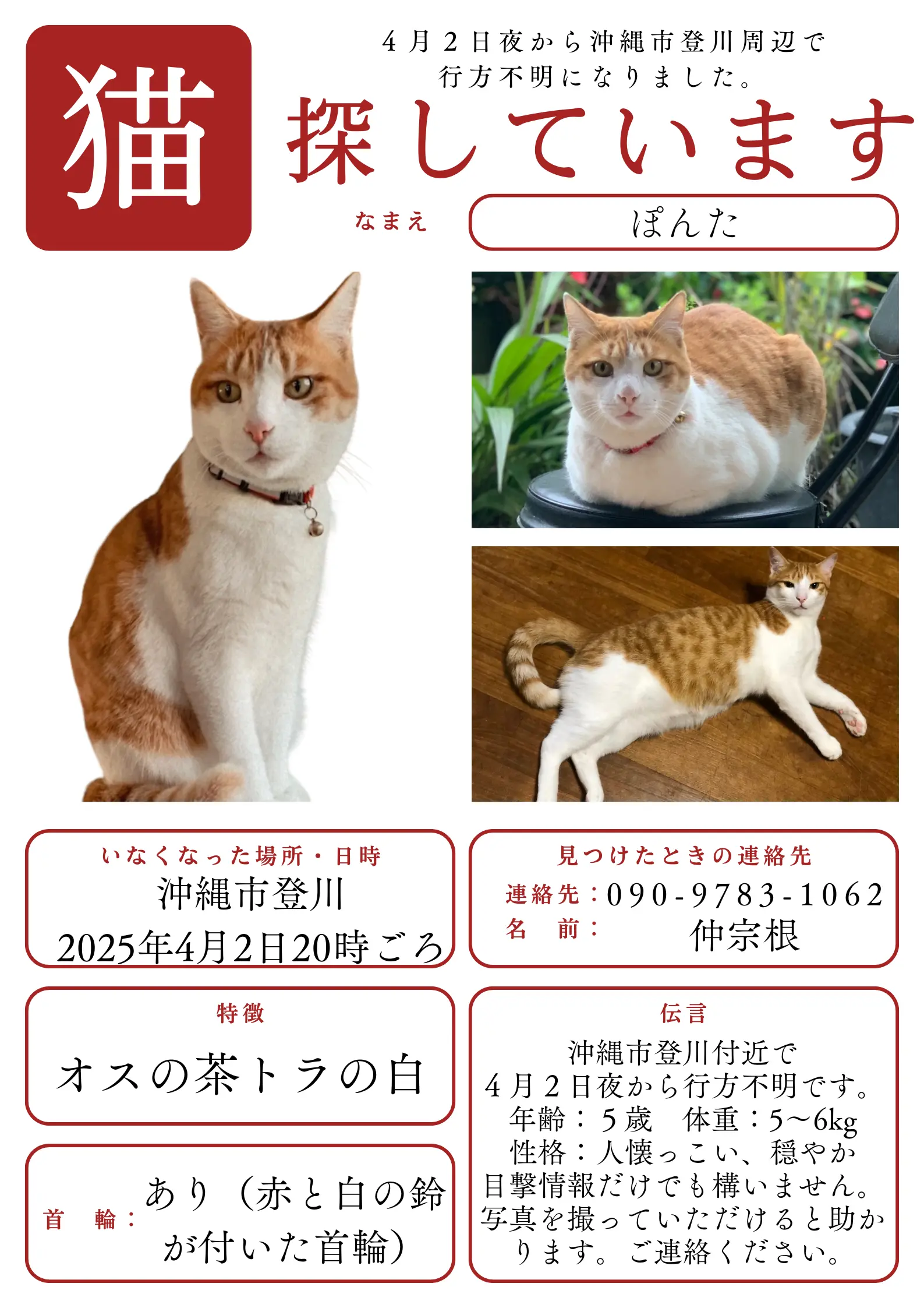 迷子ペットの写真