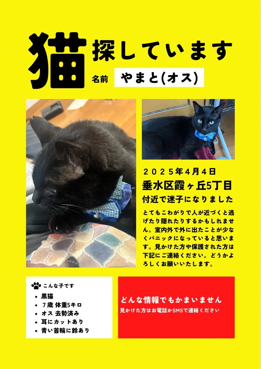 迷子ペットの写真