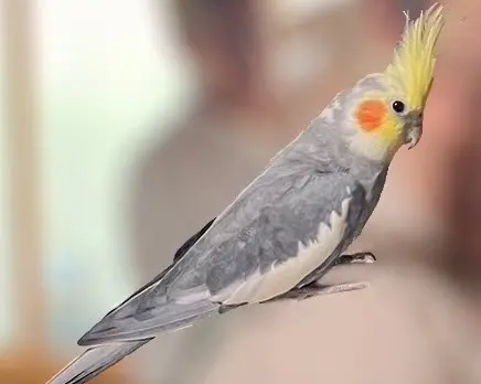 迷子ペットの写真