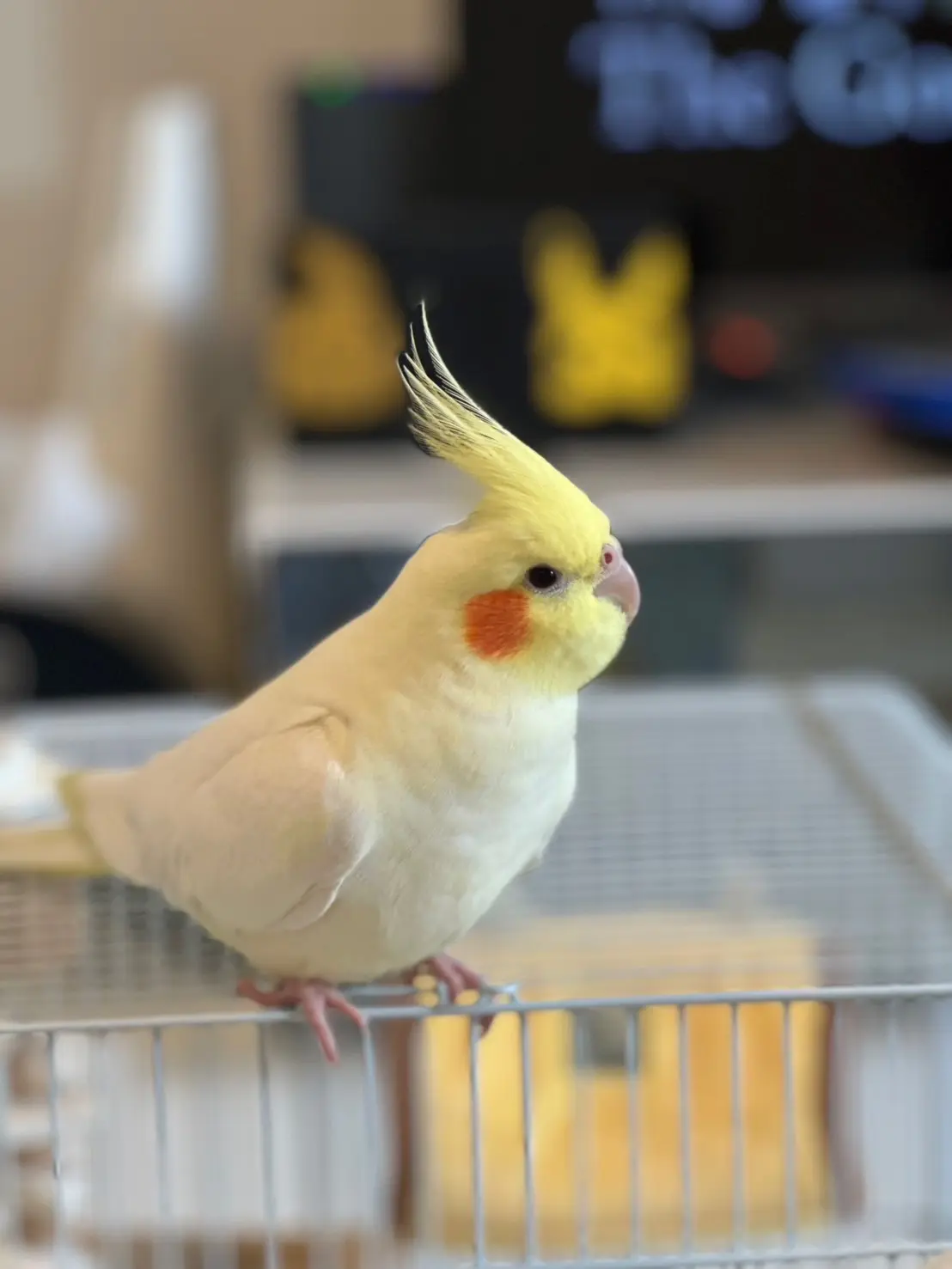 迷子ペットの写真