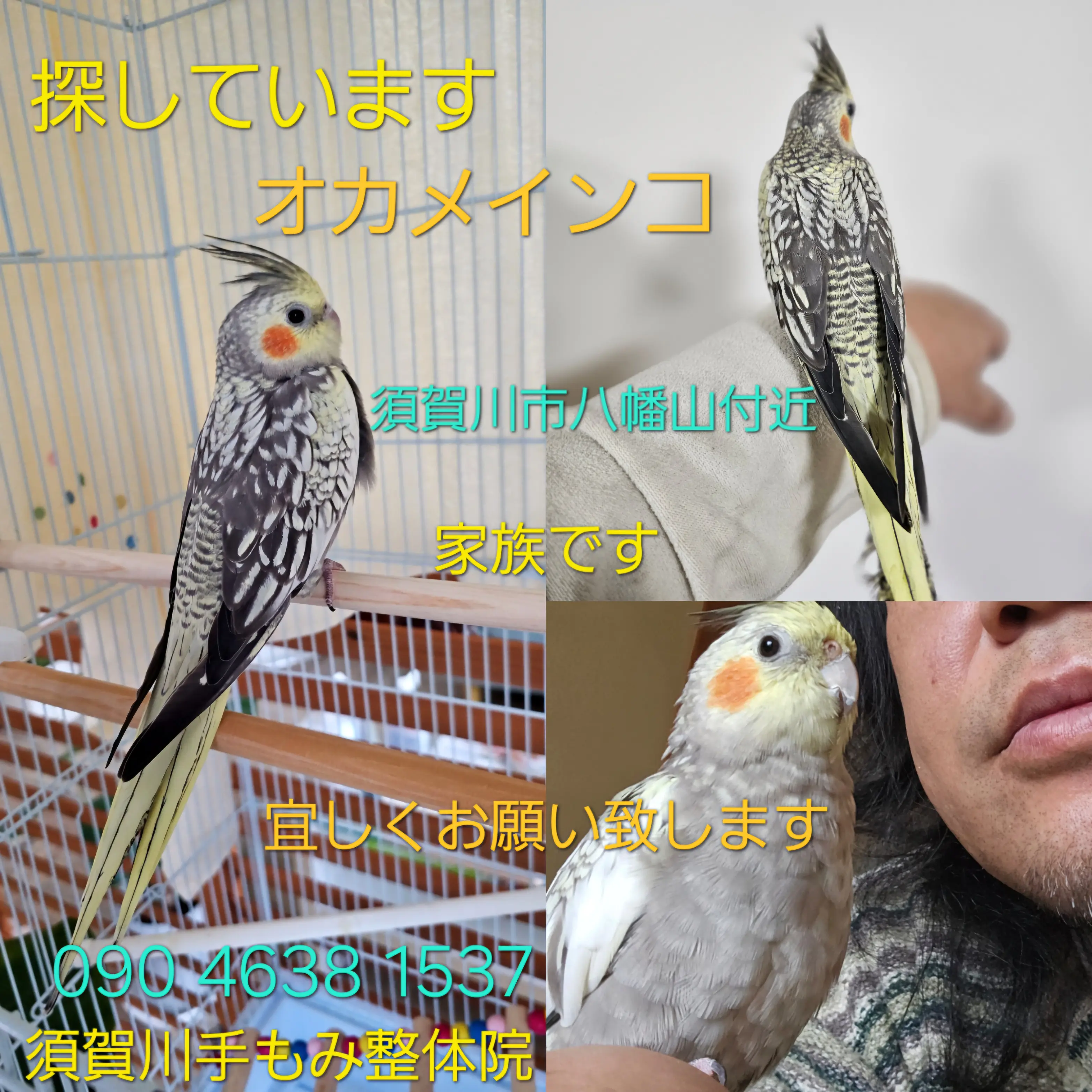 迷子ペットの写真