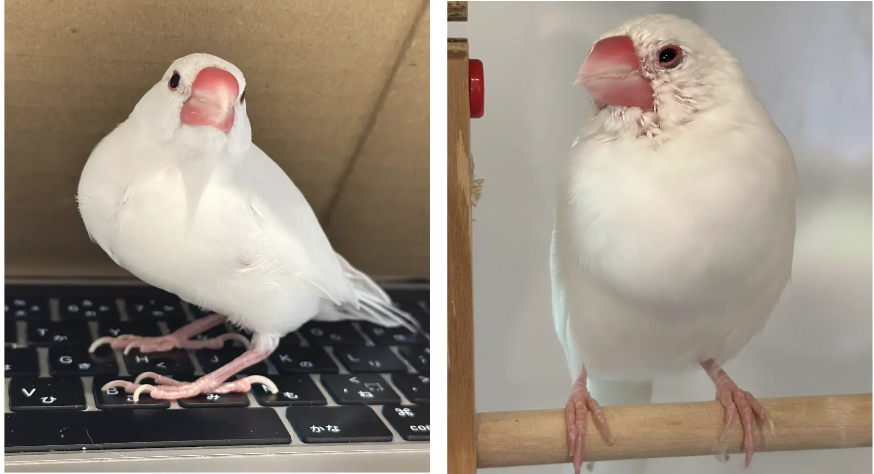 迷子ペットの写真