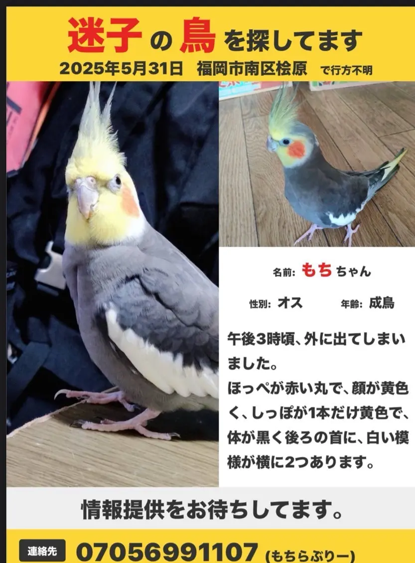 迷子ペットの写真