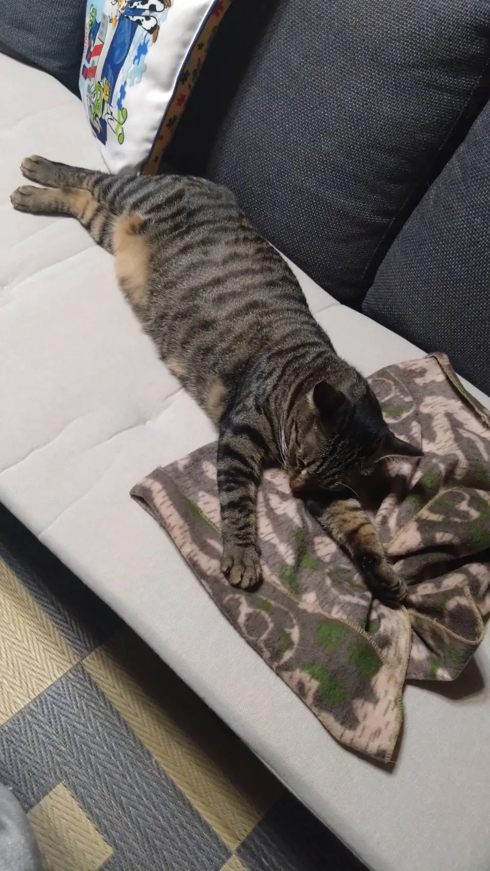 迷子ペットの写真