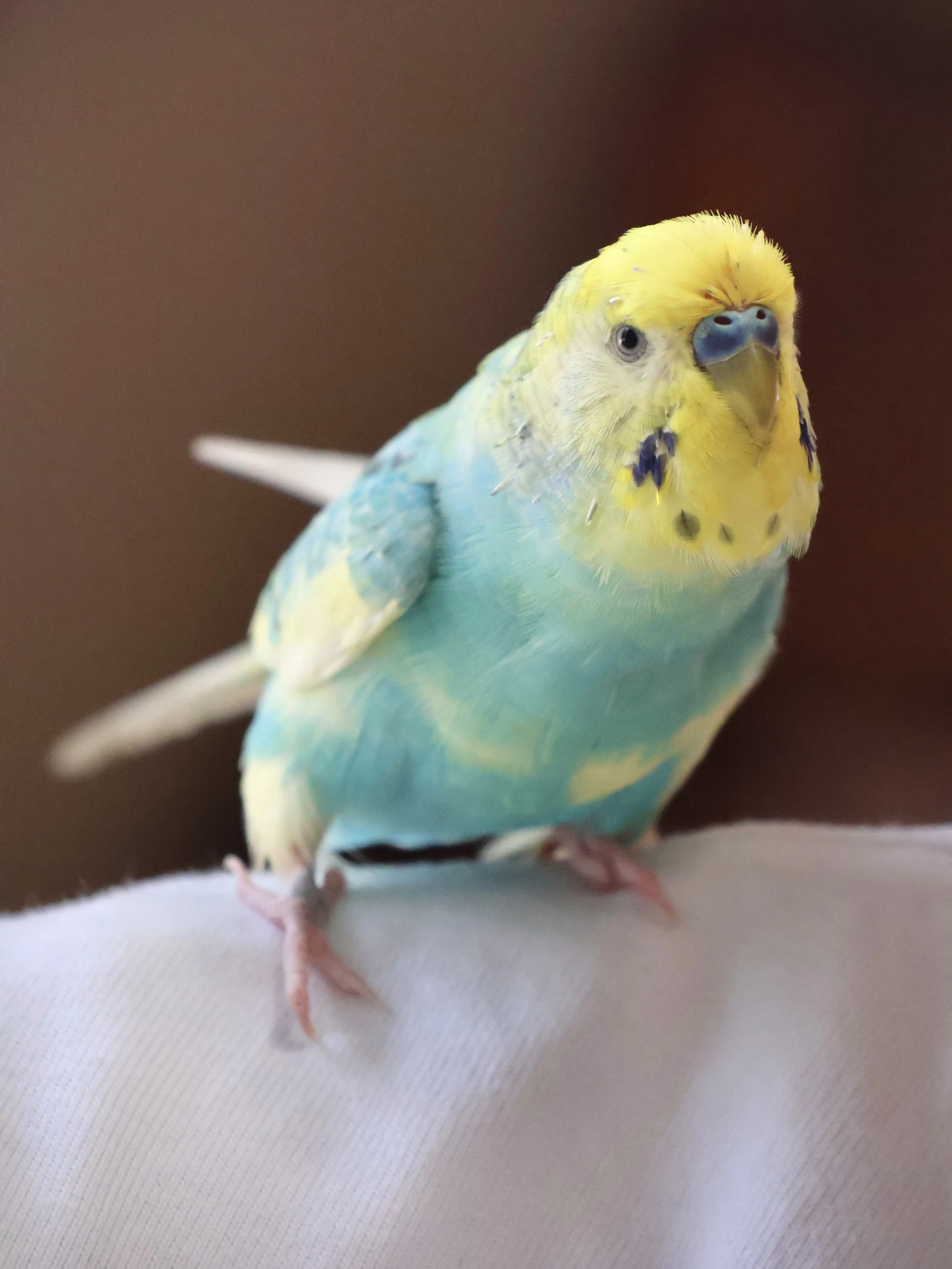 迷子ペットの写真