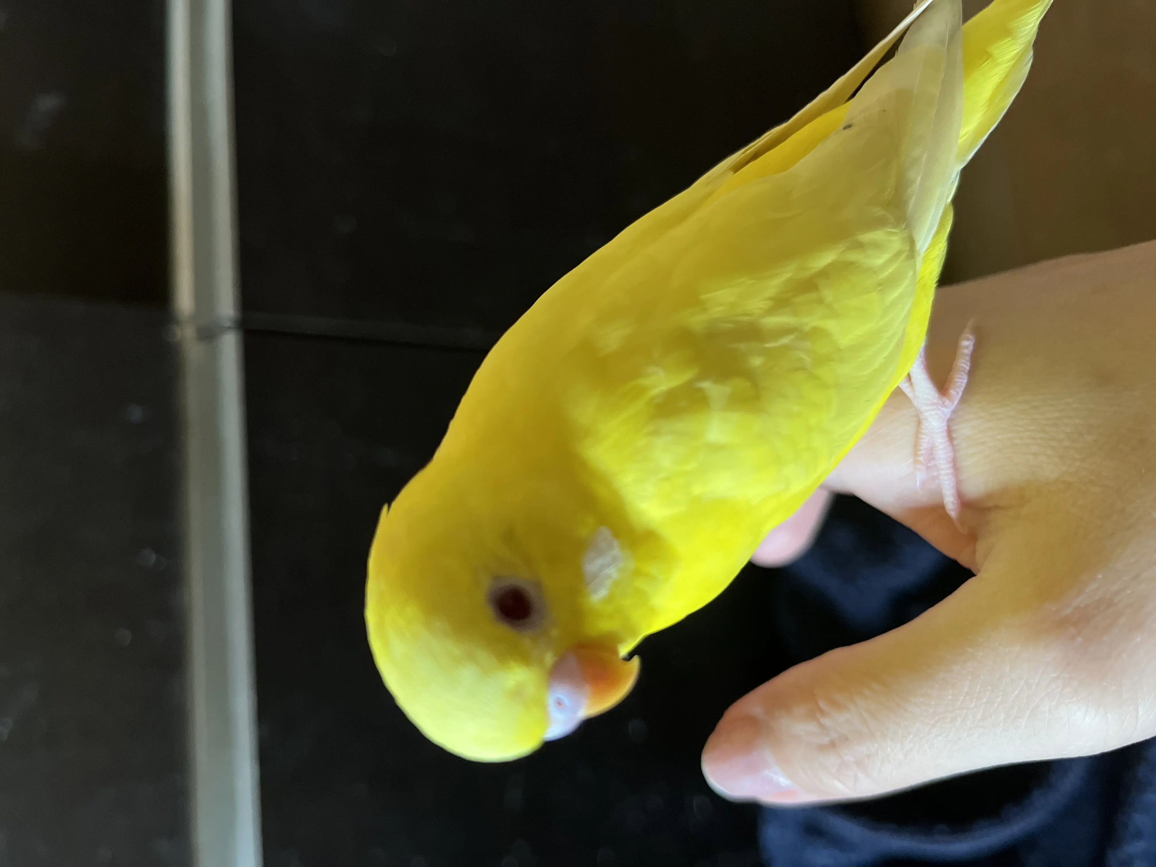 迷子ペットの写真