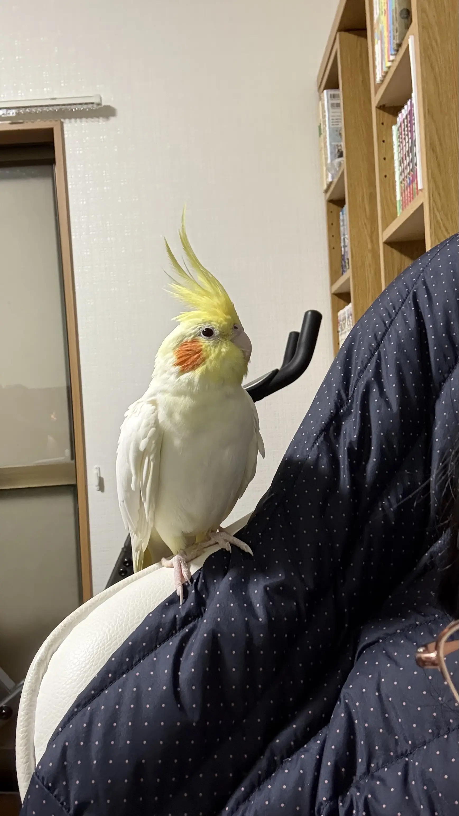 迷子ペットの写真