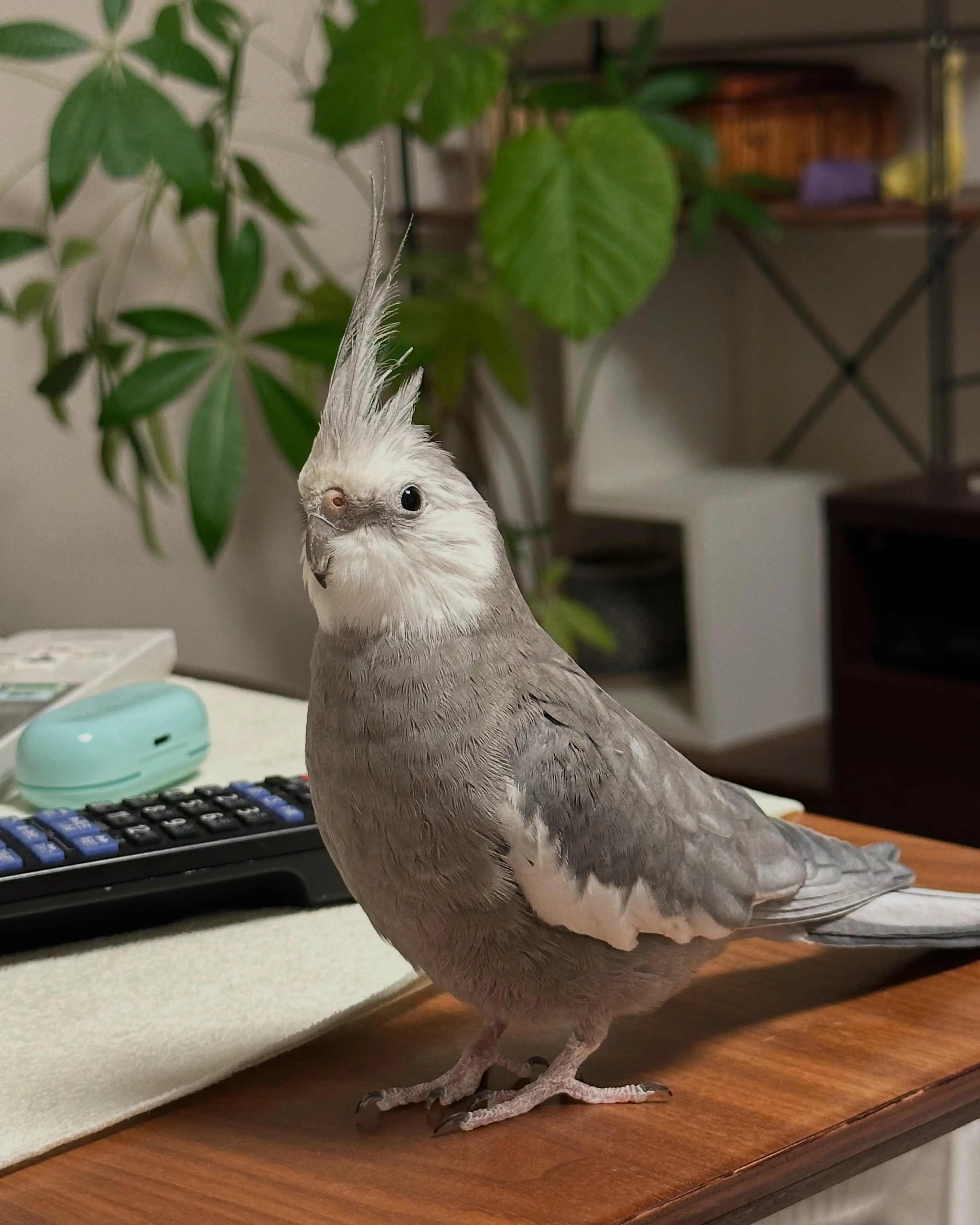 迷子ペットの写真