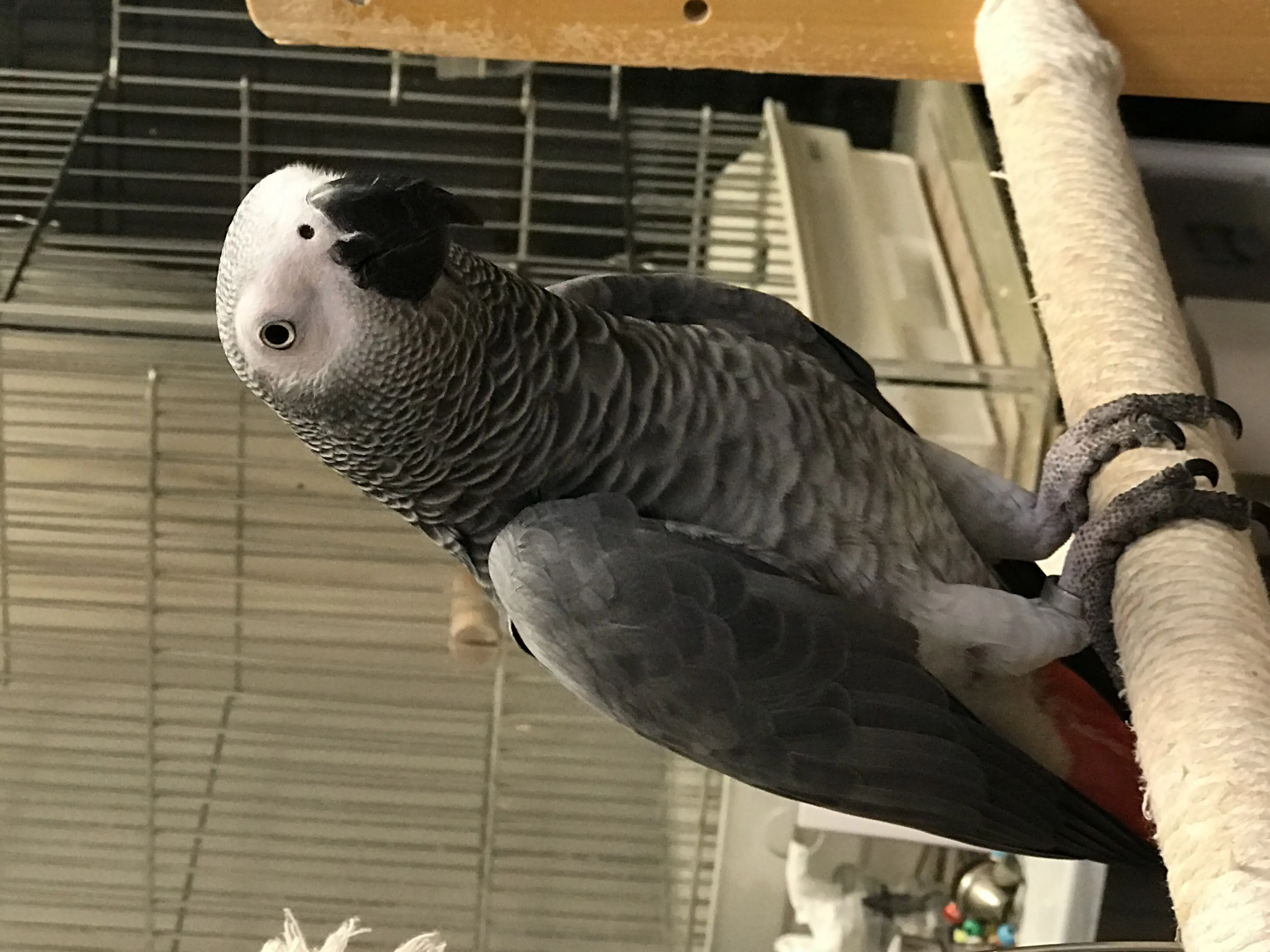 迷子ペットの写真
