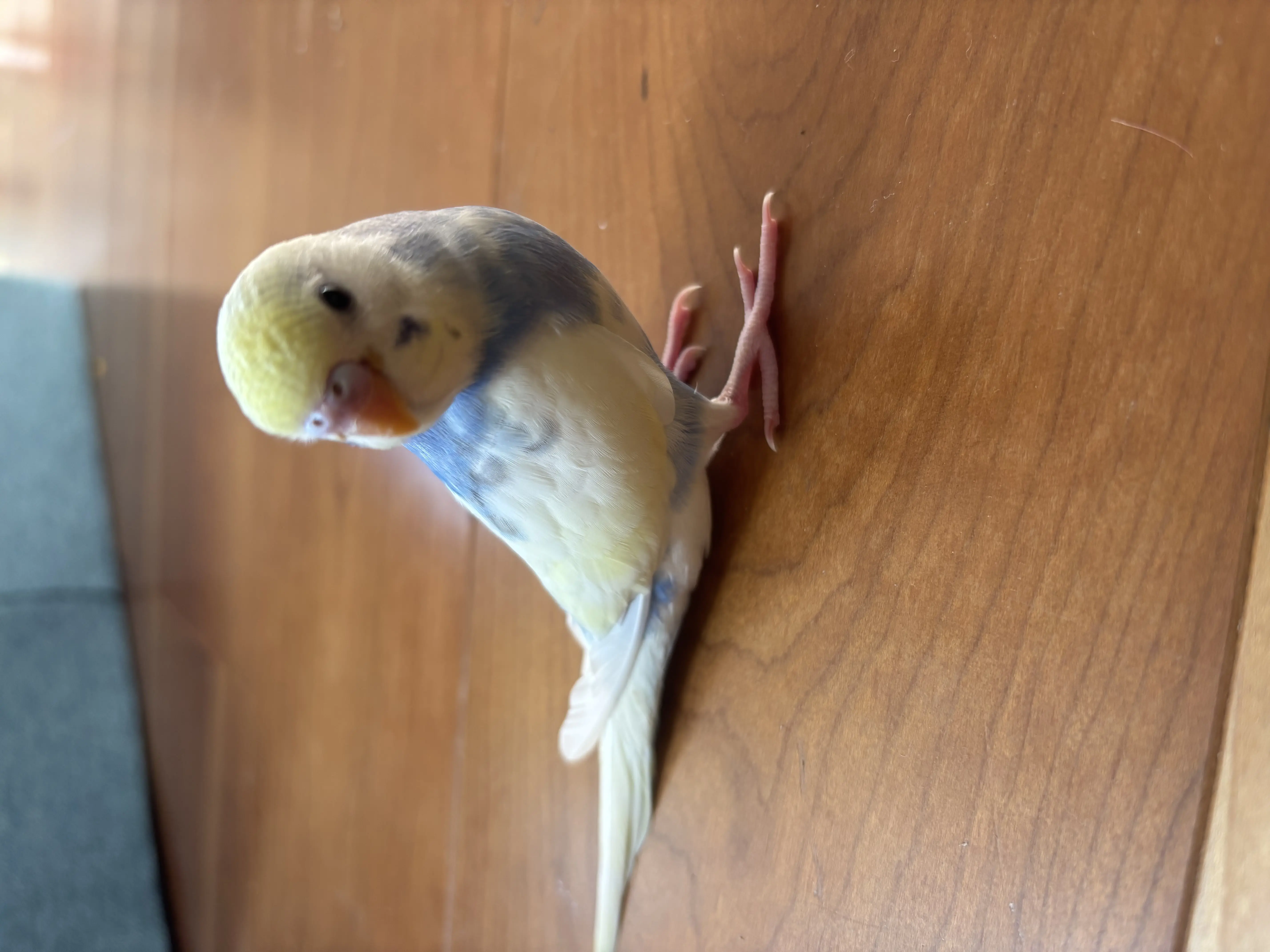 迷子ペットの写真