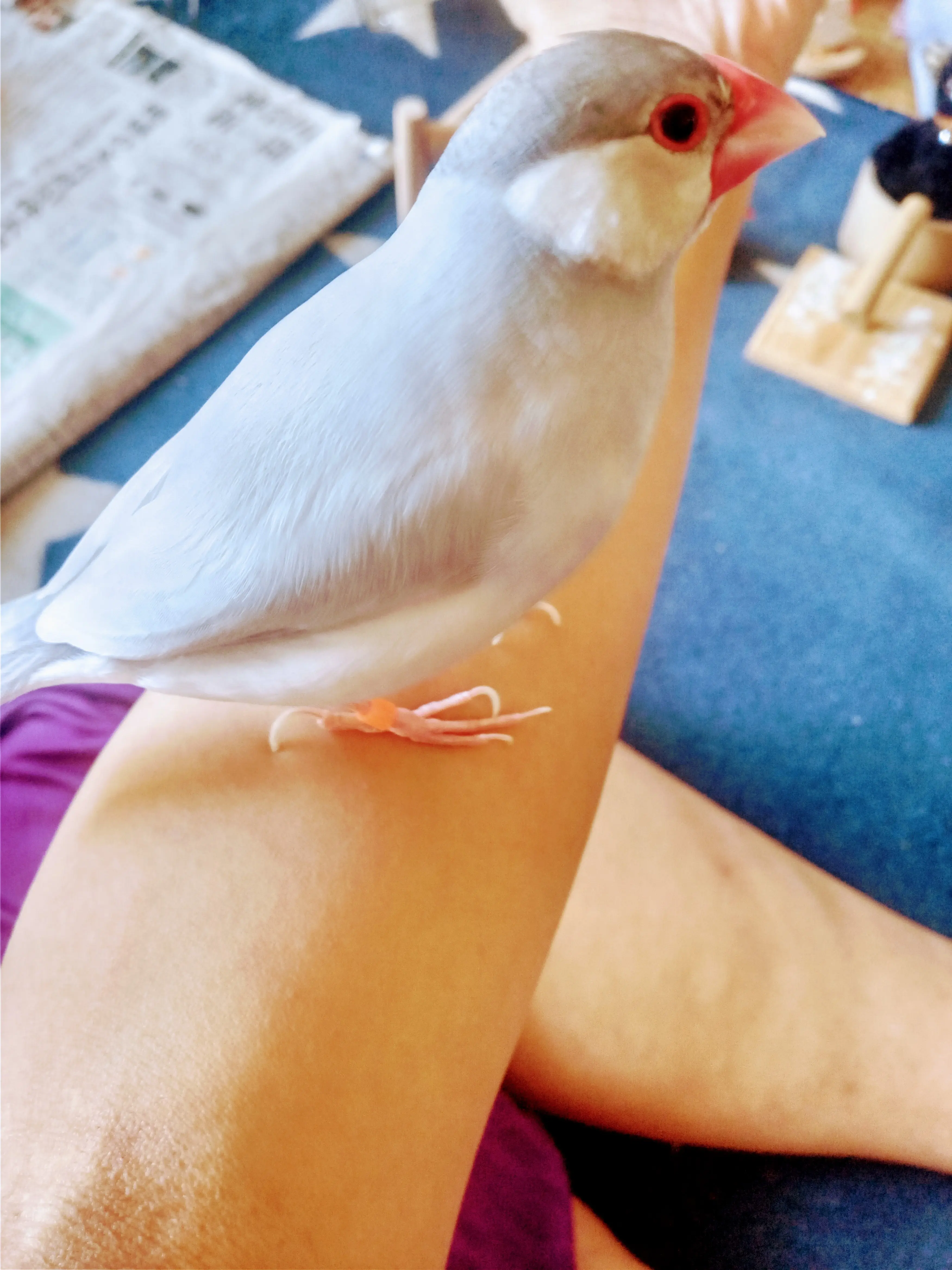 迷子ペットの写真