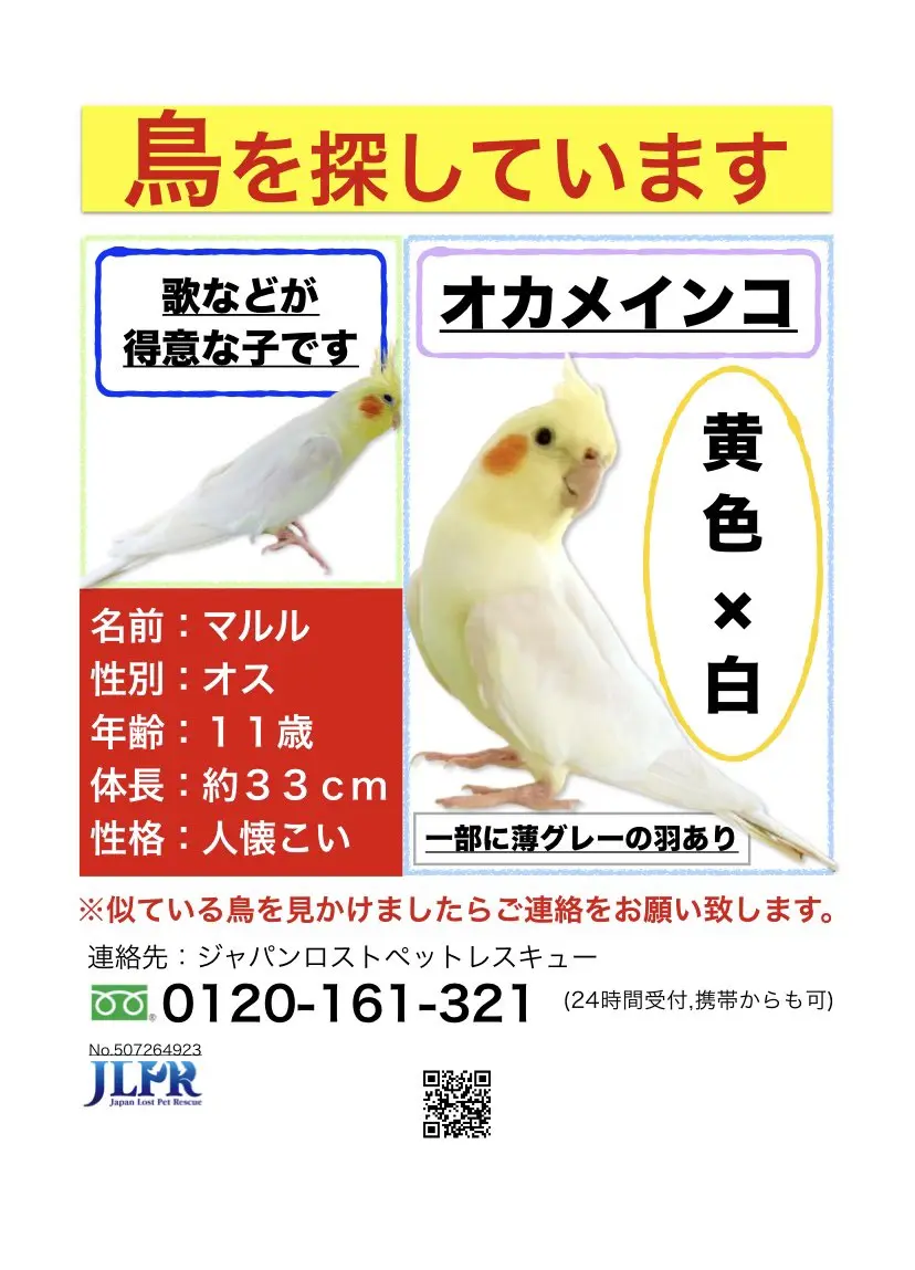 迷子ペットの写真