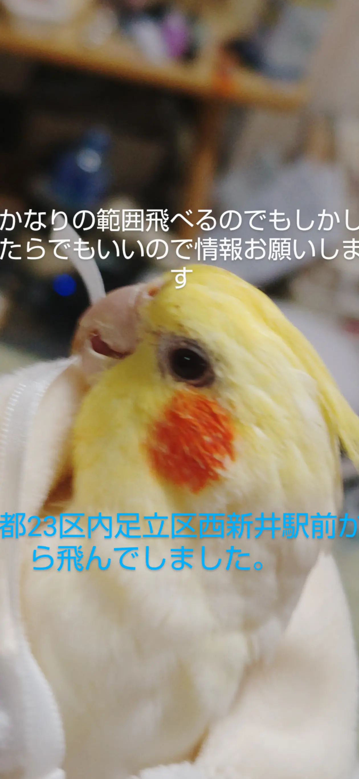 迷子ペットの写真