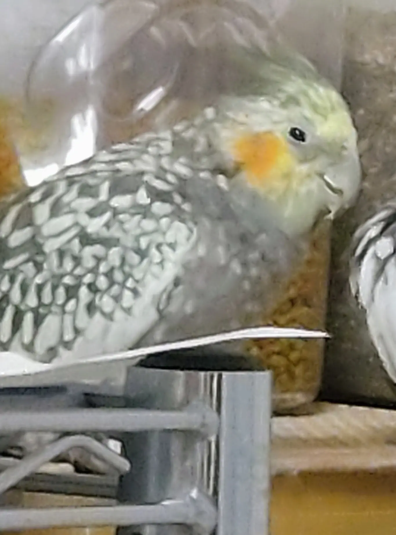 迷子ペットの写真