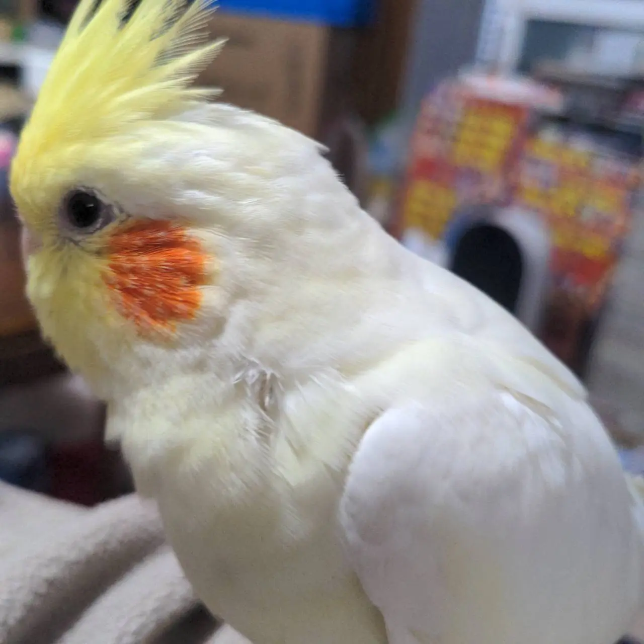 迷子ペットの写真