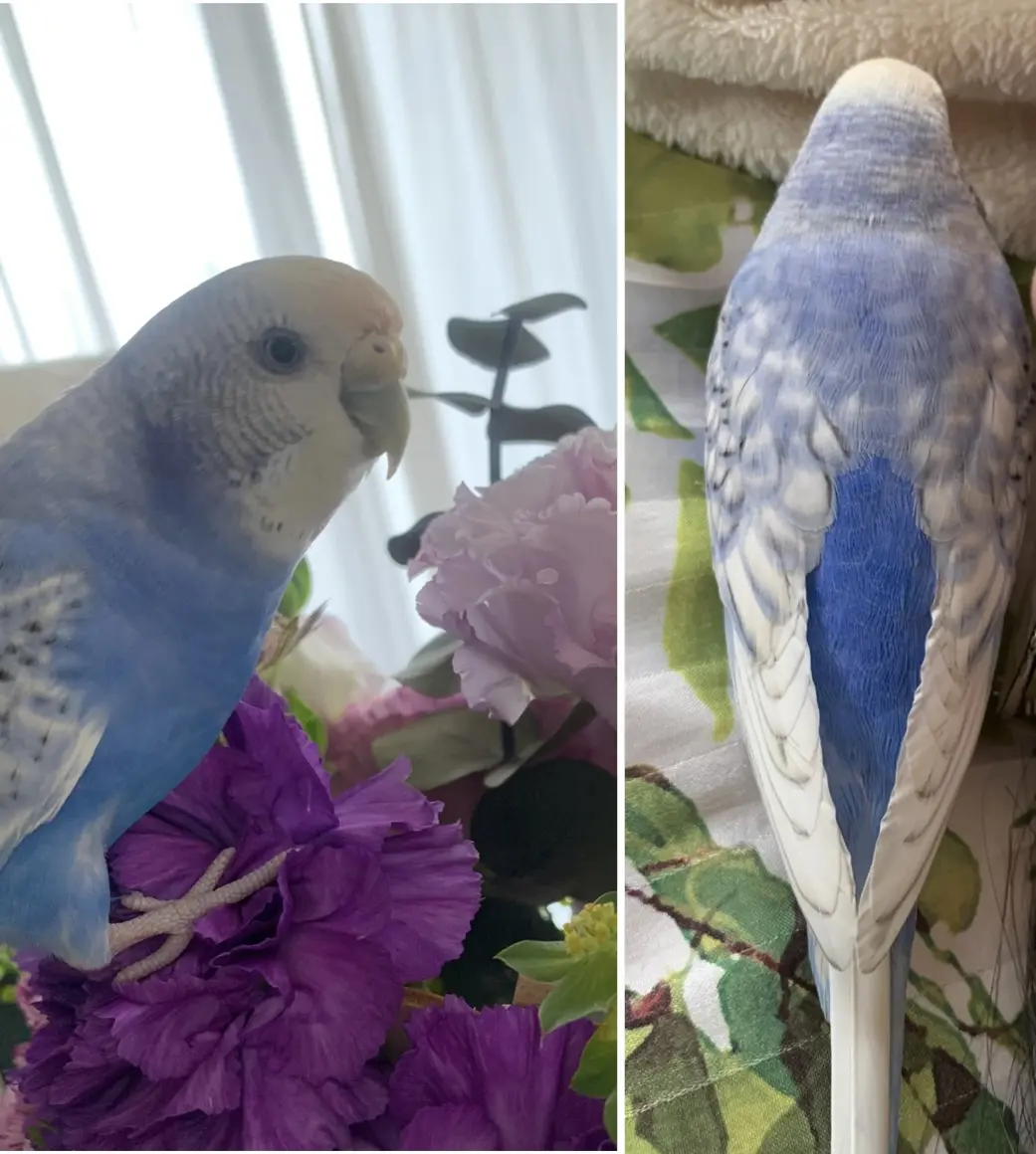 迷子ペットの写真
