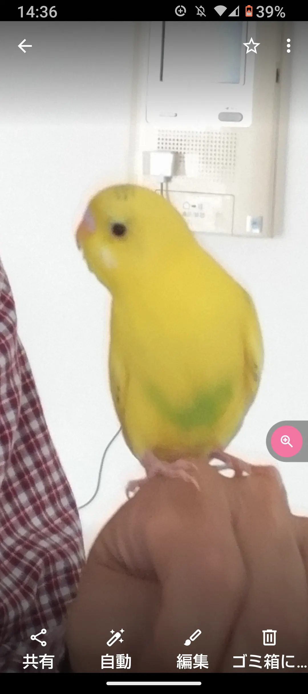 迷子ペットの写真
