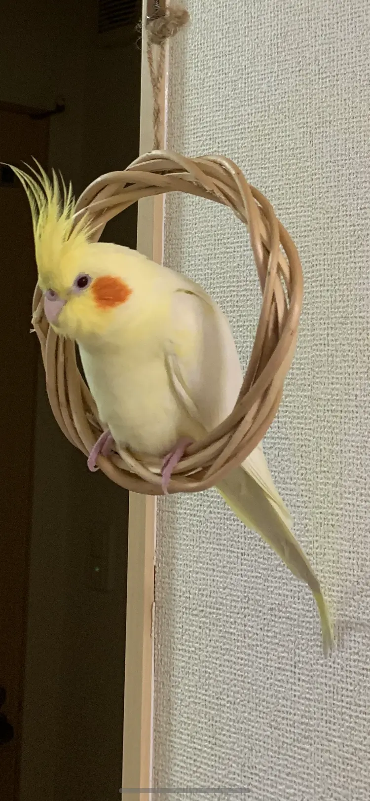 迷子ペットの写真