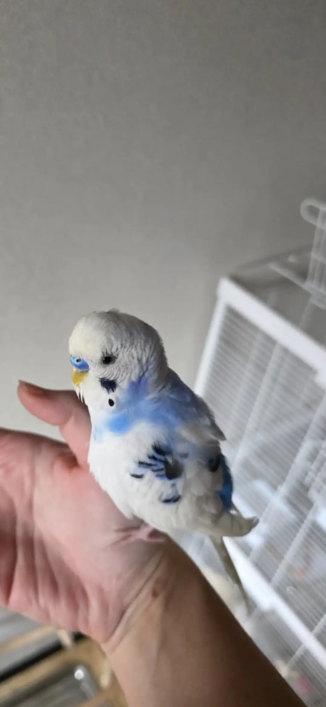 迷子ペットの写真