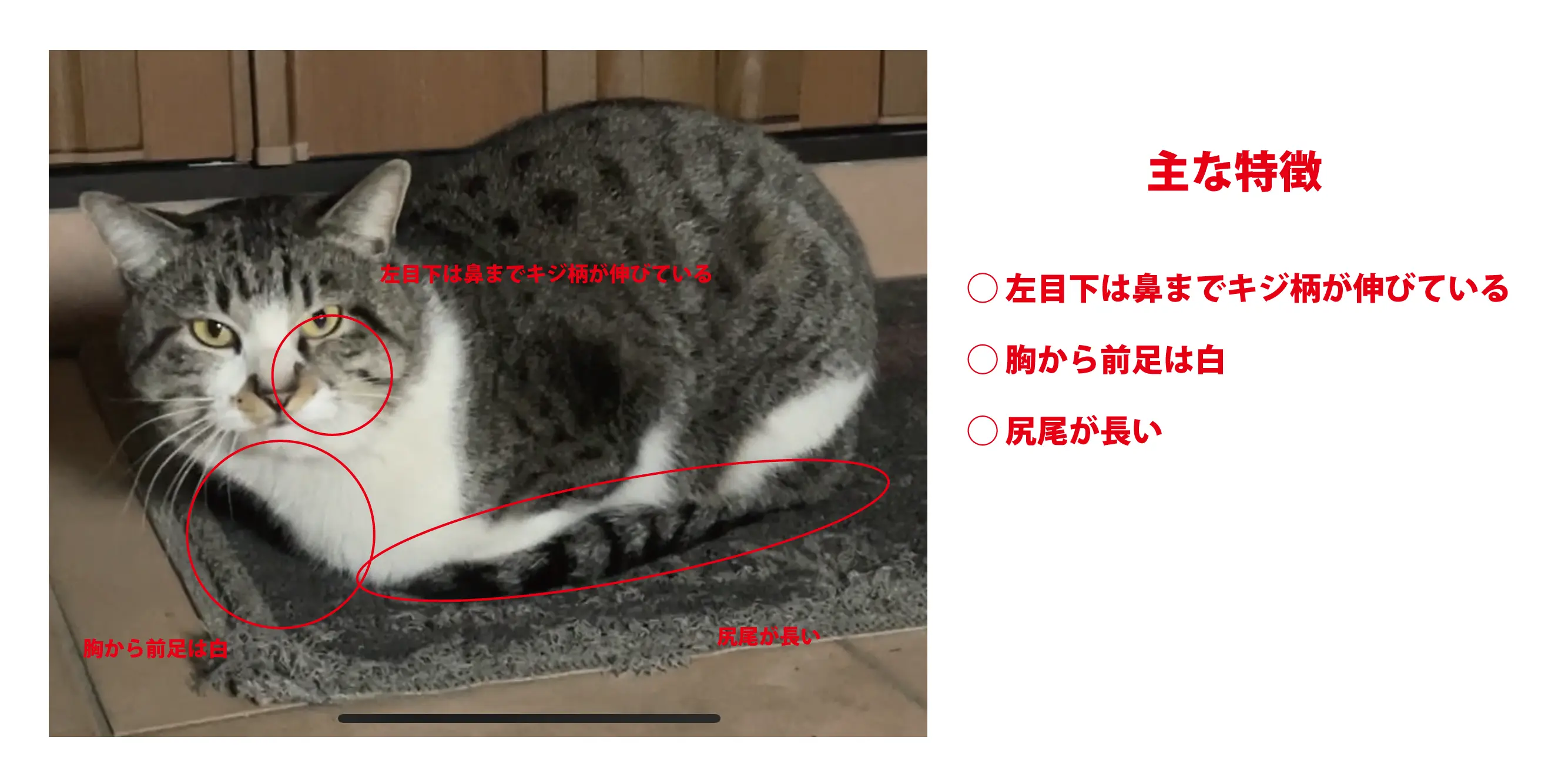 迷子ペットの写真