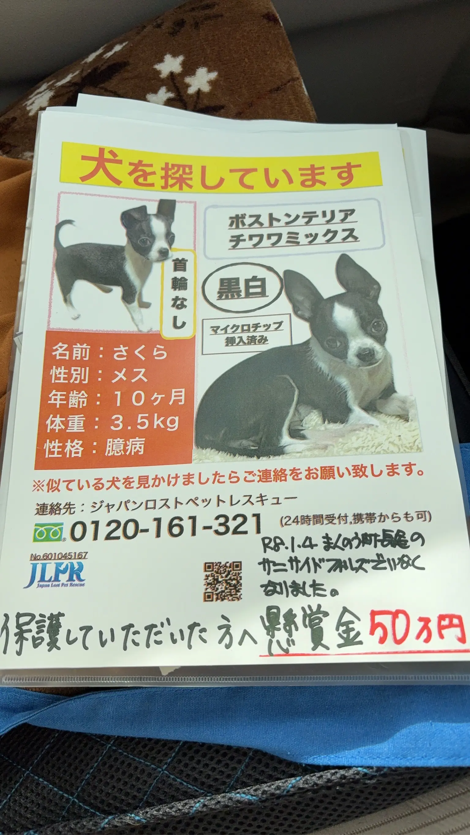 迷子ペットの写真