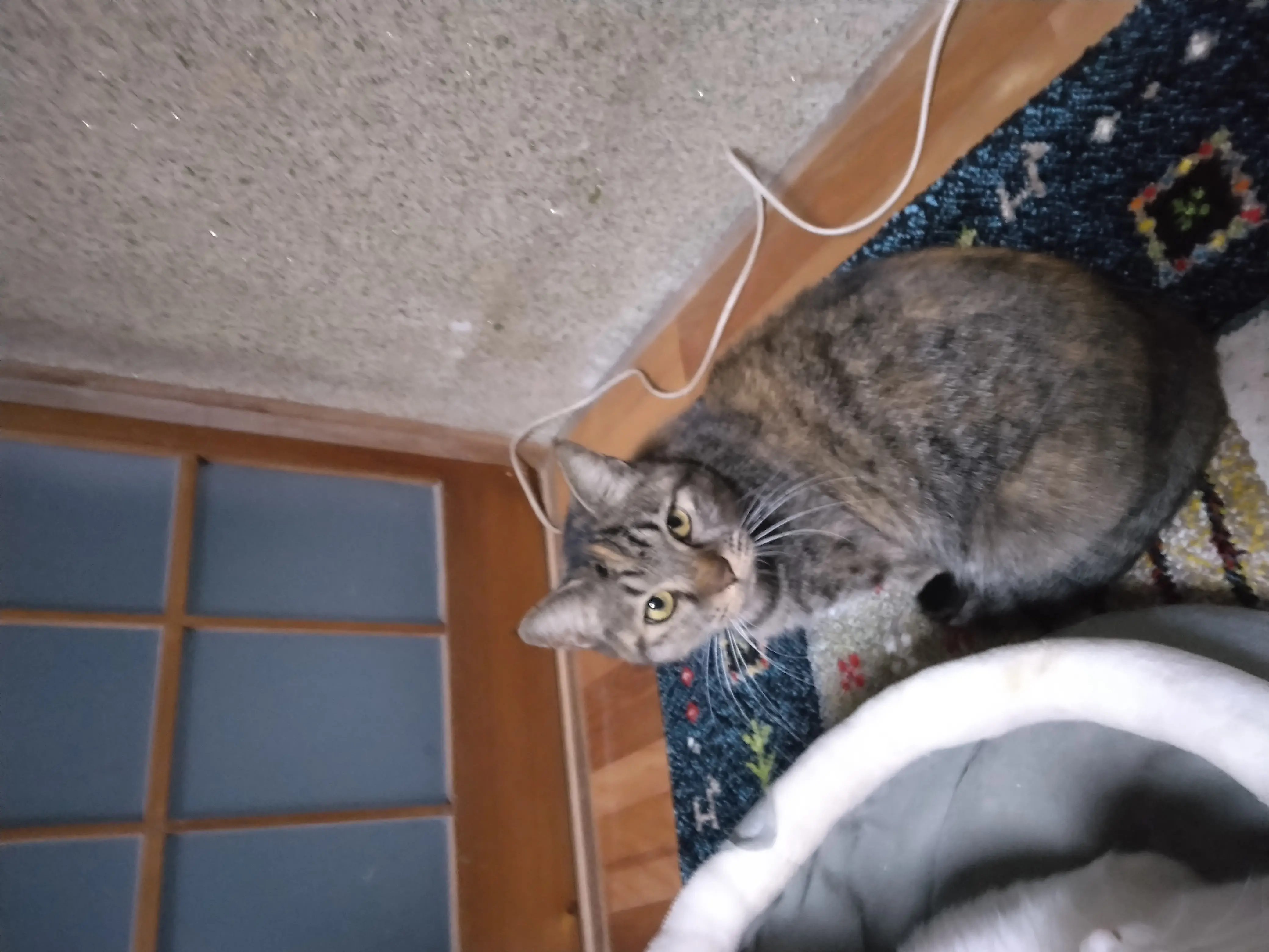 迷子ペットの写真