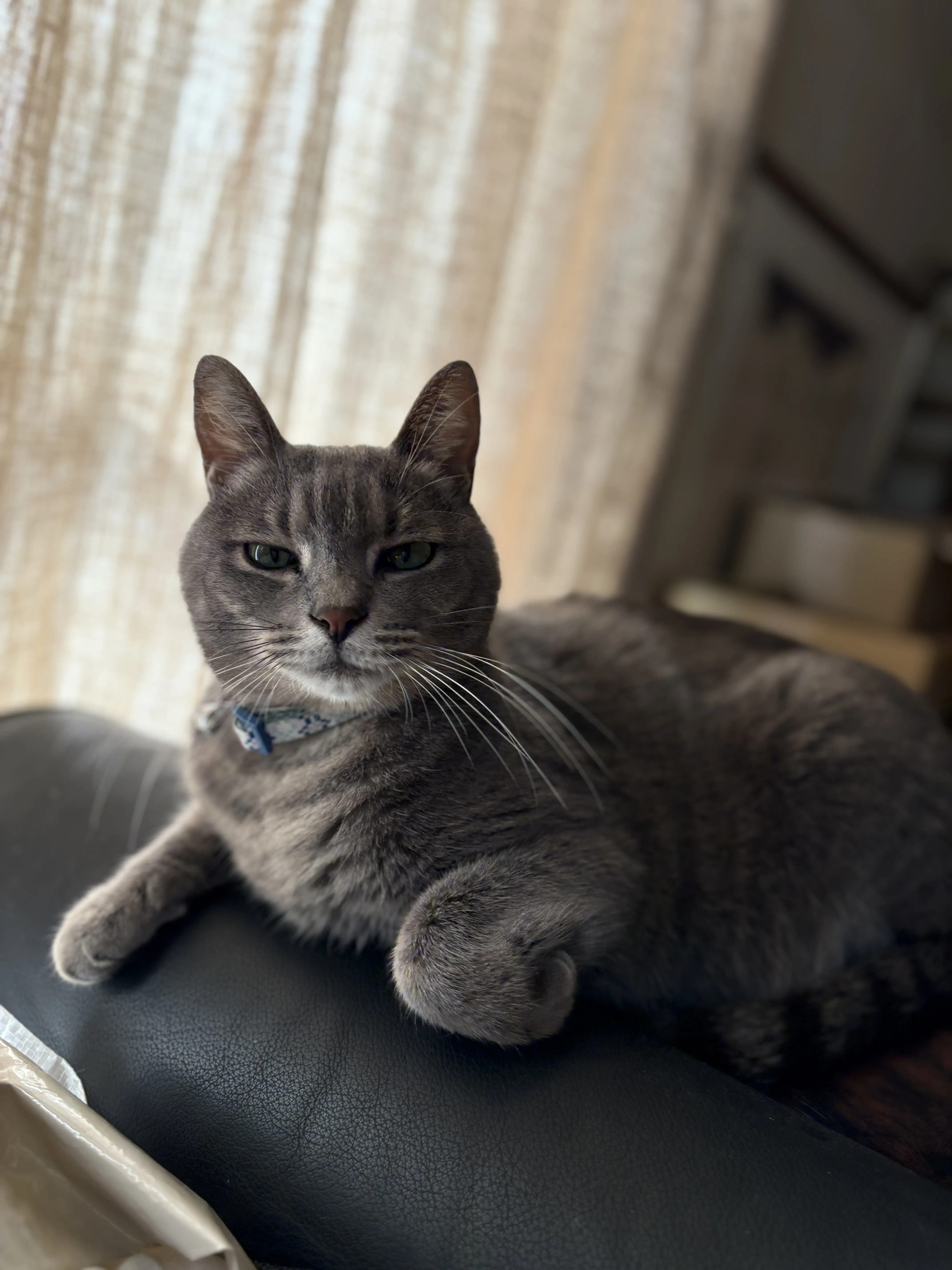 迷子ペットの写真