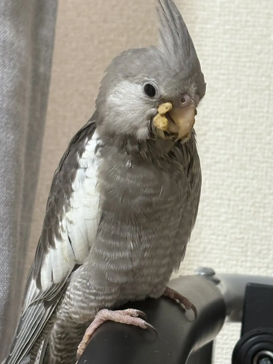 迷子ペットの写真