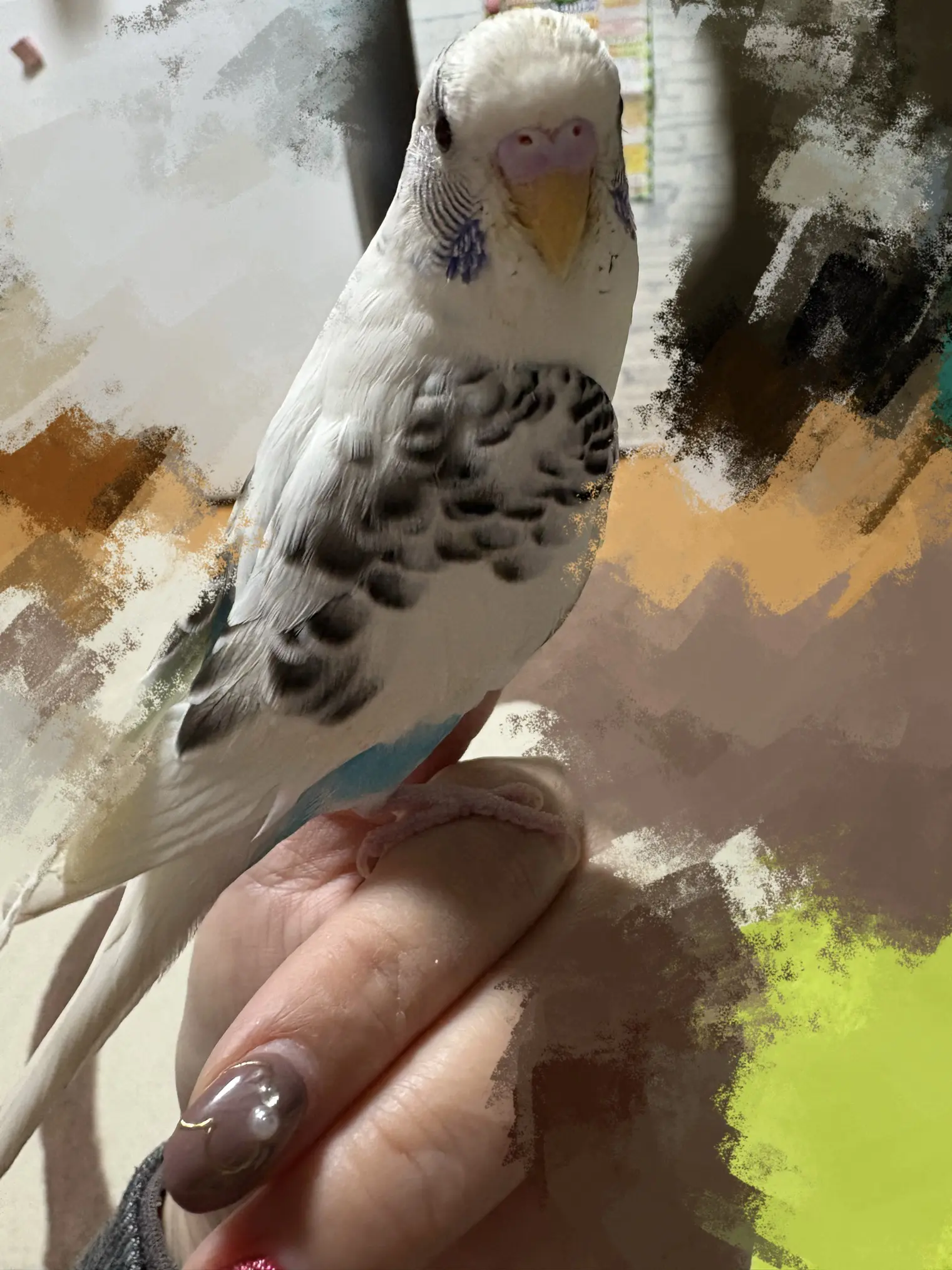 迷子ペットの写真